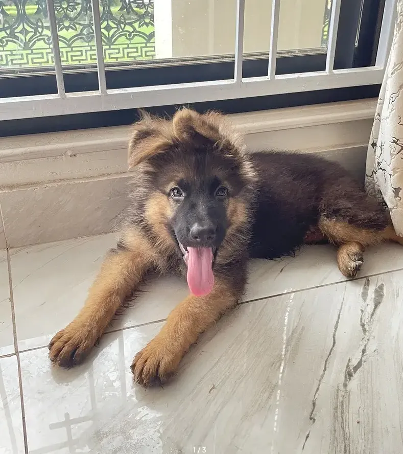 German Shepherd Puppy | Long Coat German Shepherd Puppy | GSD Pupps