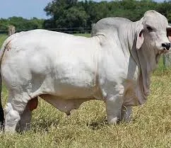 Royal Montgomery Farms cover