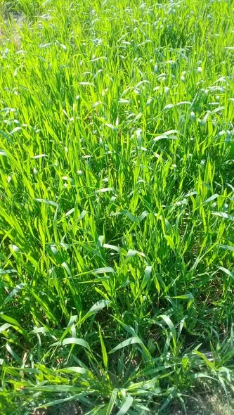 FRZ Farming Services Private Limited cover