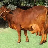 Mustafia Livestock Farm cover