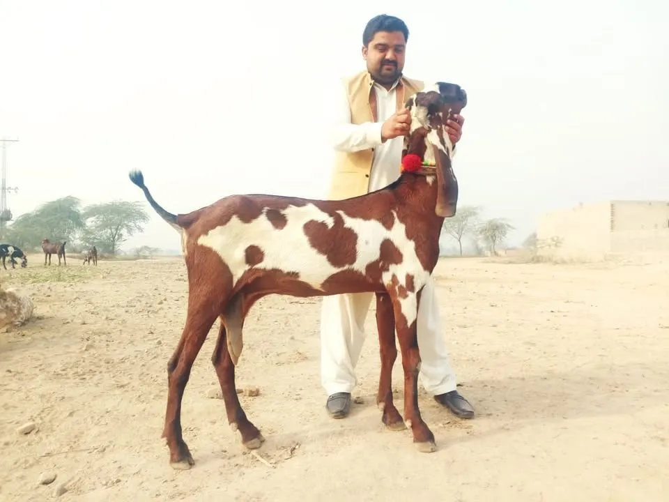 Khan goats Sahiwal cover
