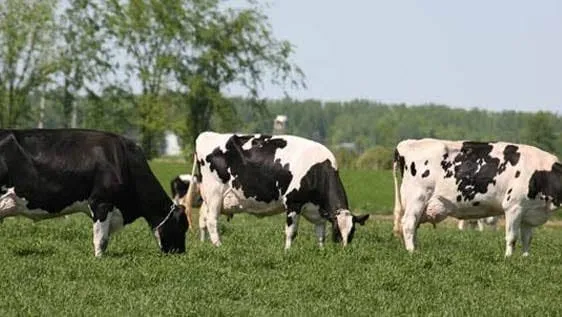 N.K Dairies cover