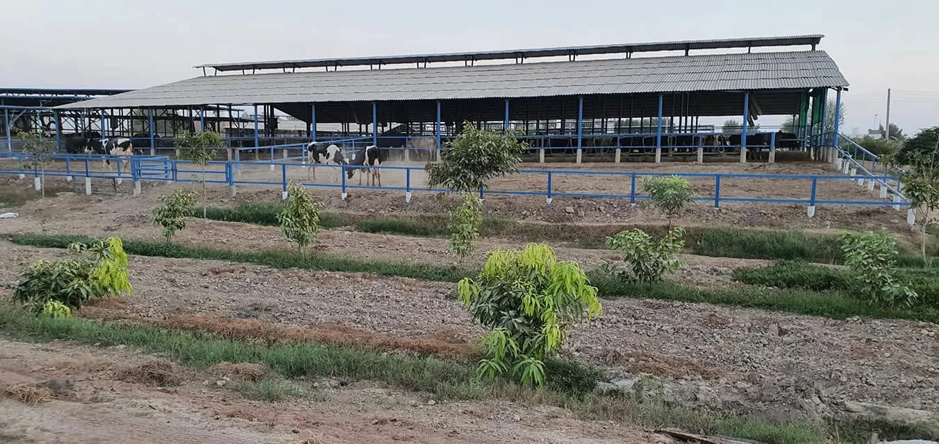 Rai Dairy & Agriculture Farm Sahiwal cover
