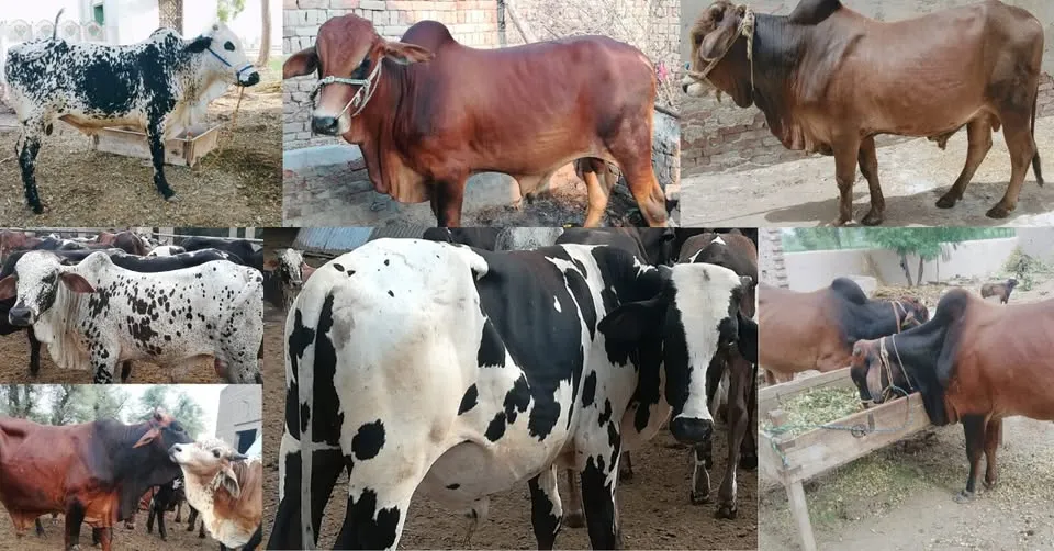 ARM Cattle Farm cover