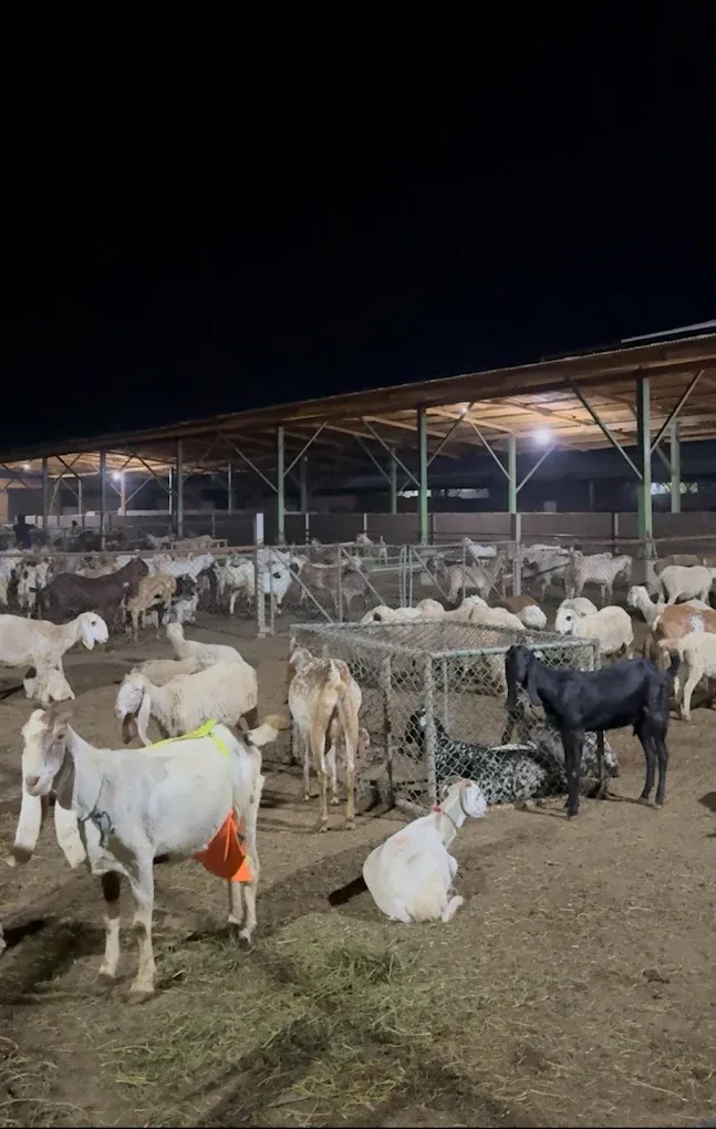 Gallery photo of Gulf livestock Farms