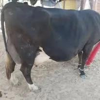 Gallery photo of Bhullar Cattle And Dairy Farm