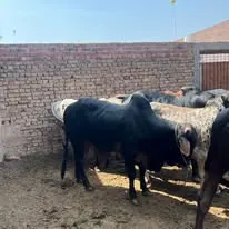 Gallery photo of MB dairy & cattle farm
