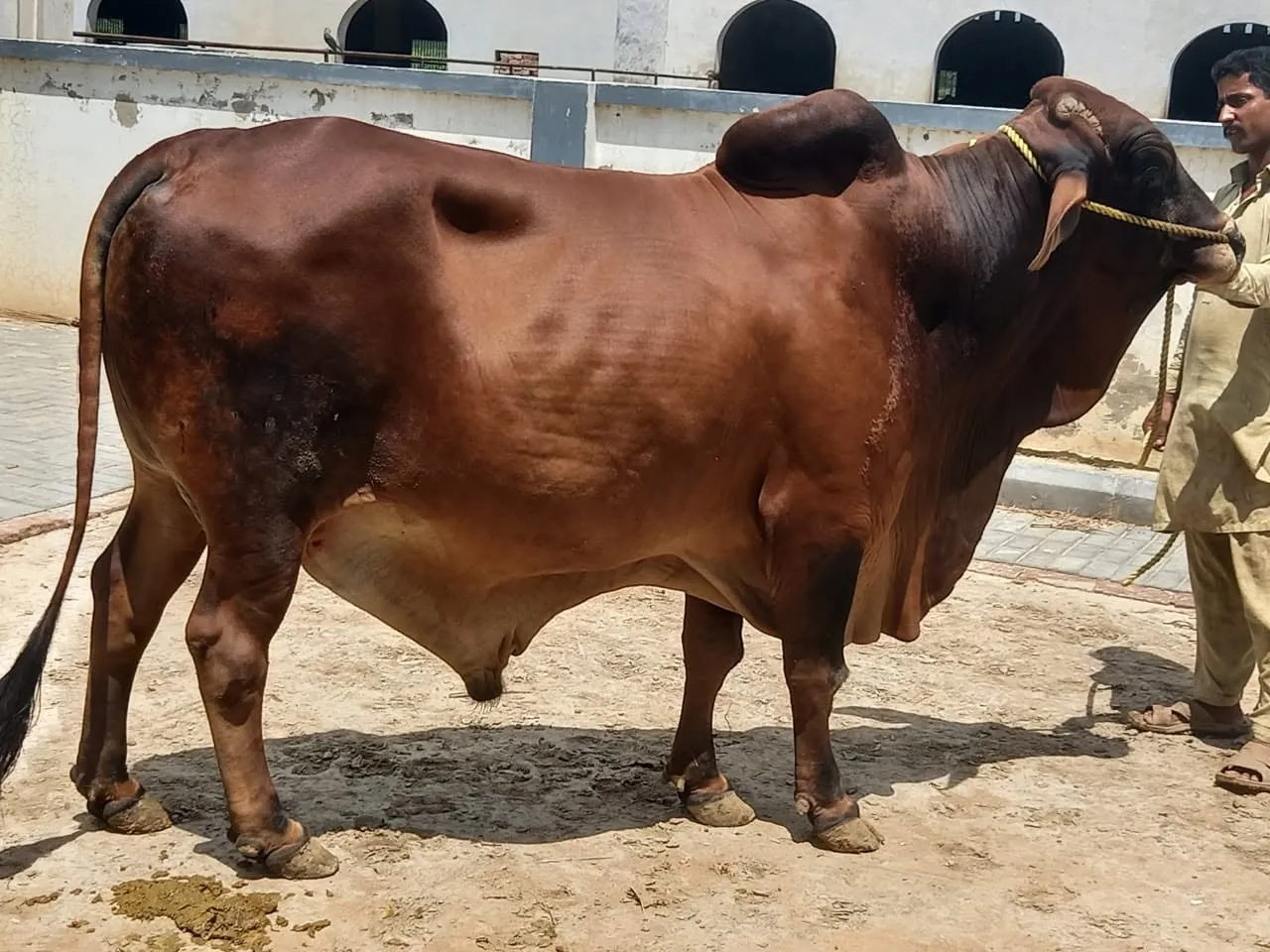 Gallery photo of Ubaid chaudhary dairy farm