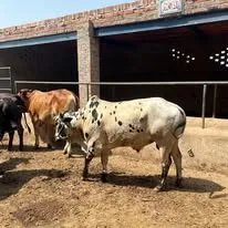 Gallery photo of MB dairy & cattle farm