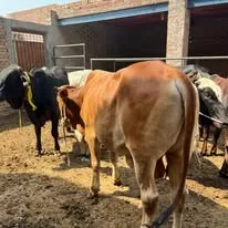 Gallery photo of ARM Cattle Farm