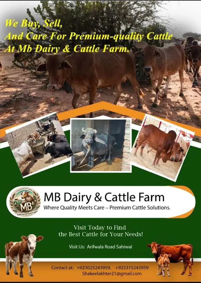 Gallery photo of MB dairy & cattle farm