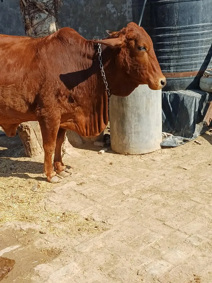 Gallery photo of Bhullar Cattle And Dairy Farm