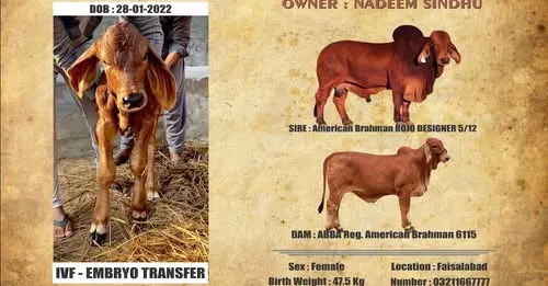 Gallery photo of Mustafia Livestock Farm