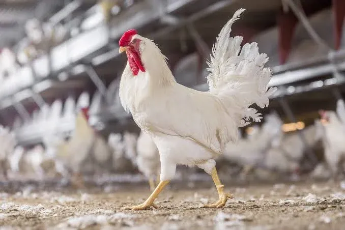 Gallery photo of Qaiser livestock (pvt) ltd.
