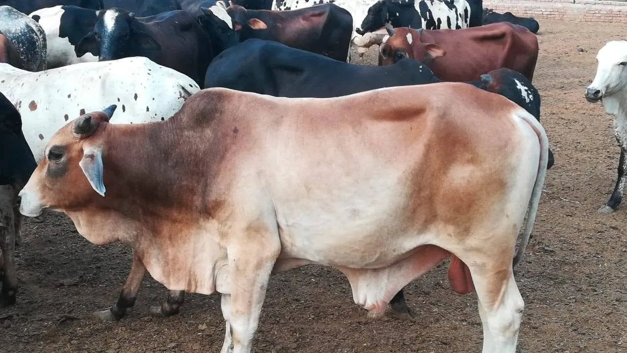 Gallery photo of N.K Dairies