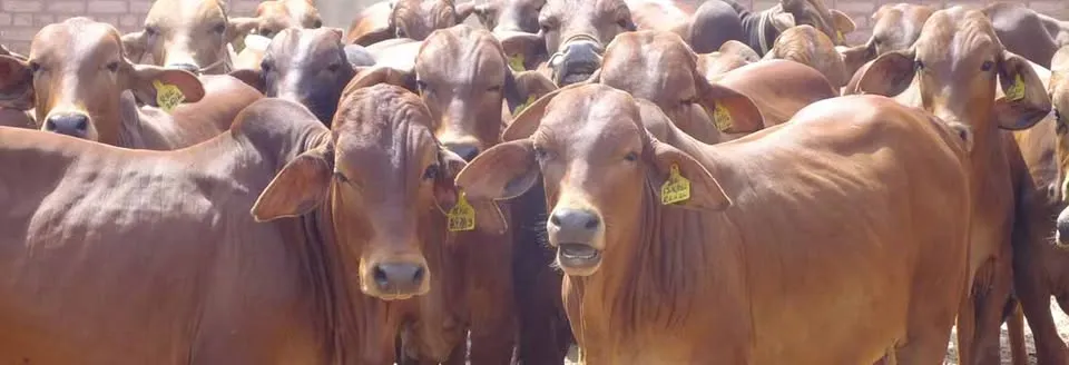 Gallery photo of Bhullar Cattle And Dairy Farm