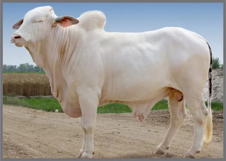 Gallery photo of N.K Dairies
