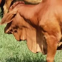Gallery photo of Mustafia Livestock Farm