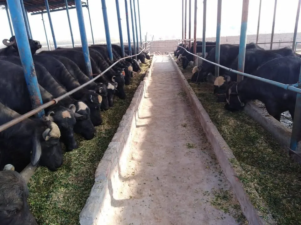 Gallery photo of Al Farid Dairy & Agri Farm
