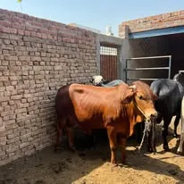 Gallery photo of Livestock Production Research Institute