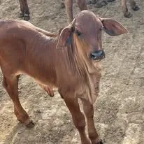 Gallery photo of Mustafia Livestock Farm