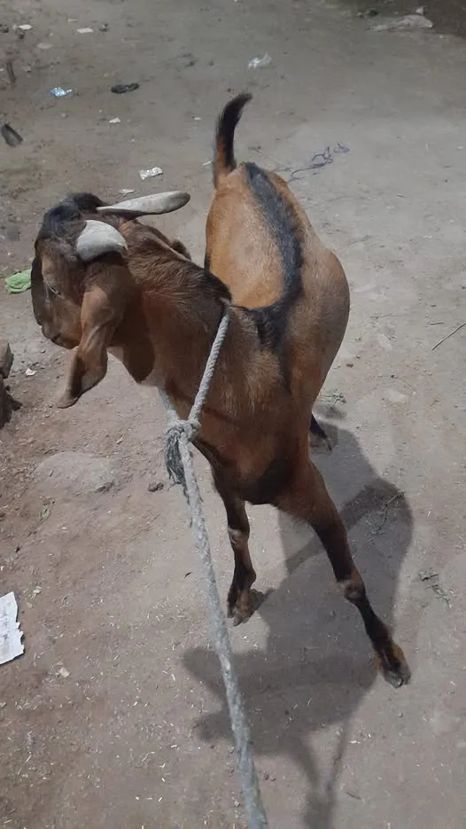 Gallery photo of DUA GOATS SAHIWAL