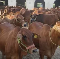 Gallery photo of Ubaid chaudhary dairy farm