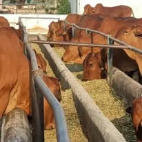 Gallery photo of Mustafia Livestock Farm
