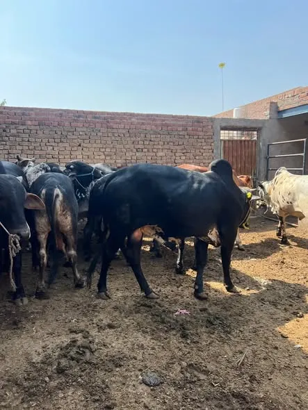Gallery photo of MB dairy & cattle farm