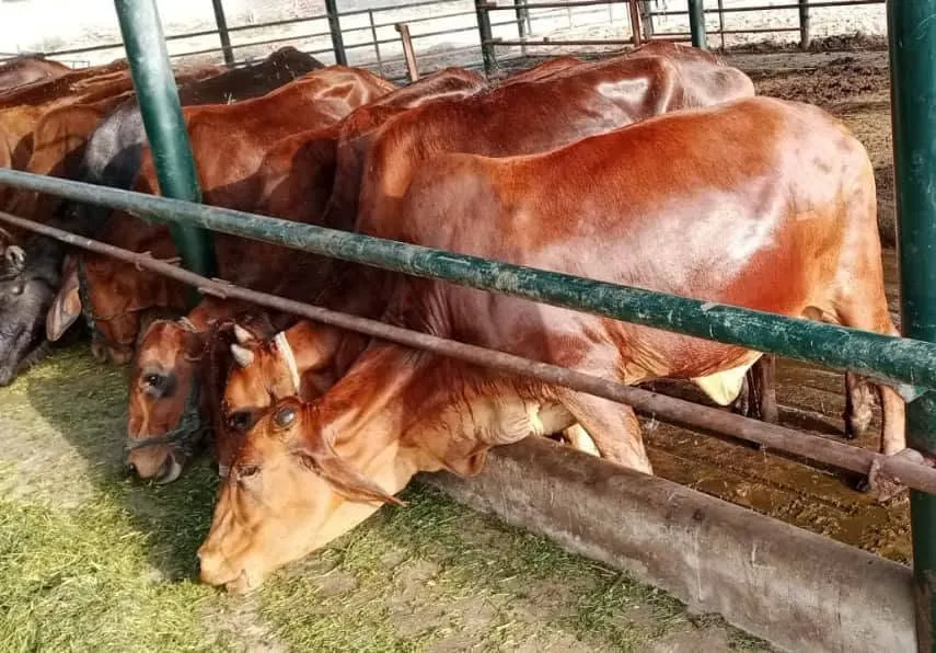 Gallery photo of Sahiwal Cattle Market