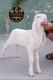 Gallery photo of SAHIWAL BAKRA Mandi