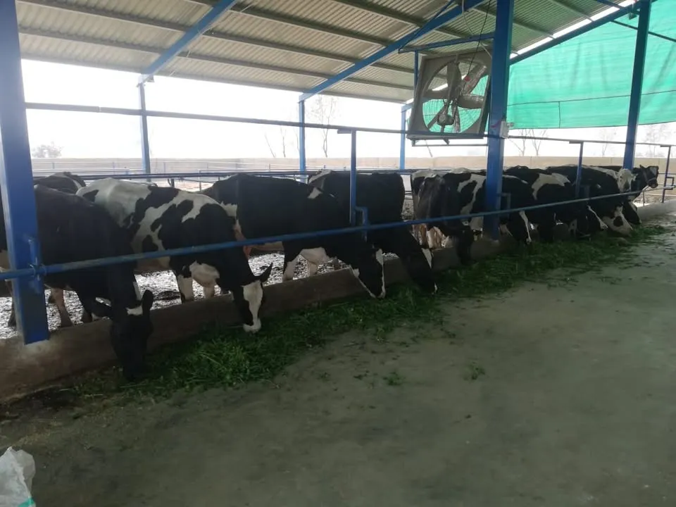 Gallery photo of Montgomery Proteins (Pvt.) Ltd.