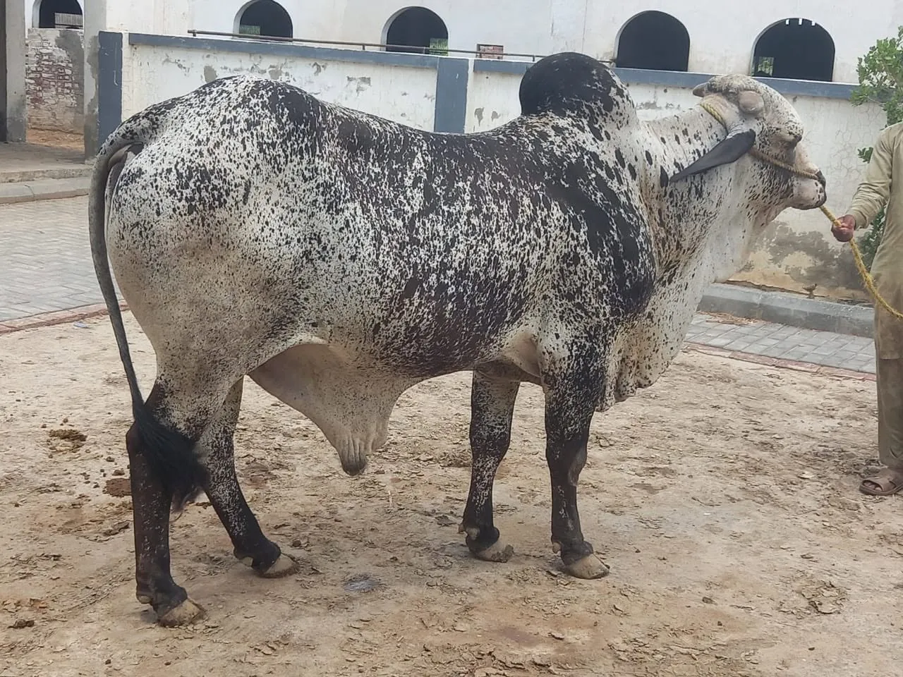 Gallery photo of Ubaid chaudhary dairy farm