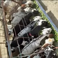 DUA GOATS SAHIWAL logo