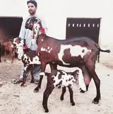 Khan goats Sahiwal logo