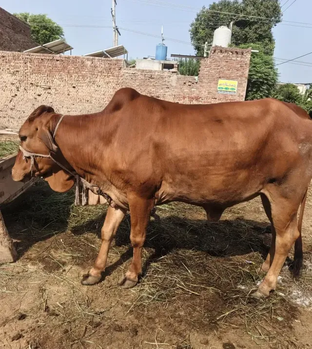 Pure Sahiwal Cow