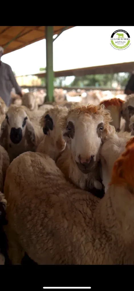 Gulf livestock Farms
