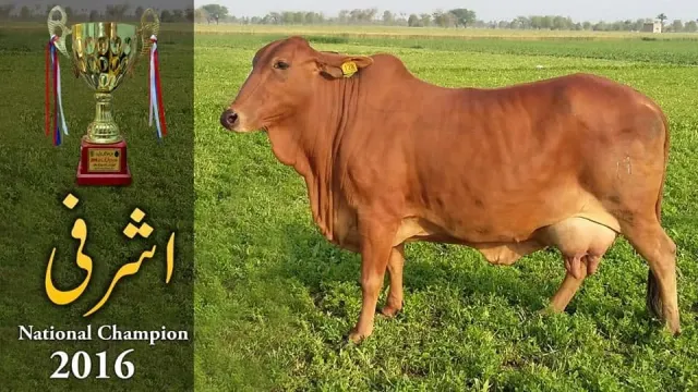 Ubaid chaudhary dairy farm